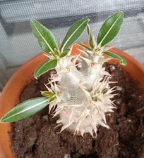 Pachypodium Densiflorum Live