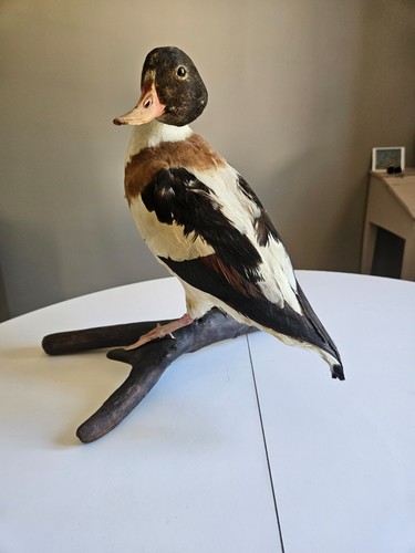Canard plume bois parfait - ,