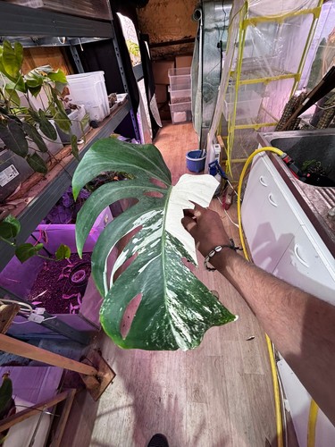 Monstera albo variegata - albo, small