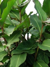 Canna musaefolia Grande °