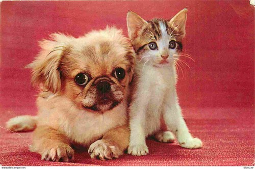 Carte postale animaux - carte,