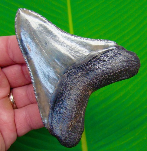 Megalodon shark tooth - “,