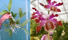 Schomburgkia tibicinis