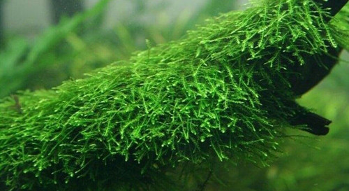 Mousse java taxiphyllum - java,