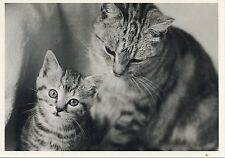 POSTCARD CARTE POSTALE ILLUSTRATEUR OLGA GAUPMANN BENGALE ET SON FILS CHAT / CAT