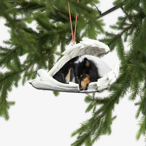 Border collie dog sleeping - collie,