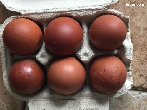 Oeufs fecondés poule - fecondés, "