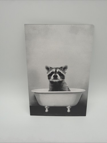 Postcard poster raccoon - postcard,