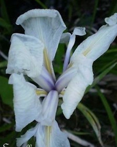 Iris de hollande - ♫, 'de