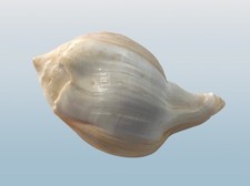 Turbinellidae, Pyrum Turbinella, Colombo, Sri Lanka, 99.2mm, STRONG AND MATURE