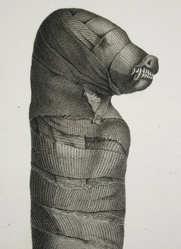 Egypte thèbes hypogées - hypogées, momie