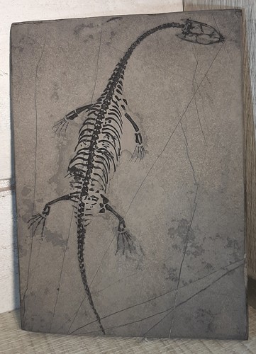 Reptile keichousaurus hui - reptile,