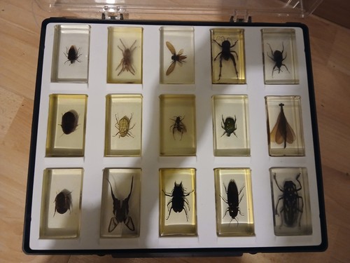 Collection insectes avec - insectes,