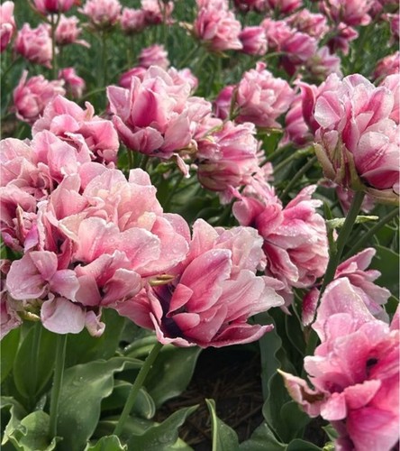 Bulbes tulipes - de,