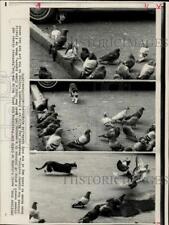 1972 Press Photo Billy the Cat, stalking pigeons near Times Square, New York