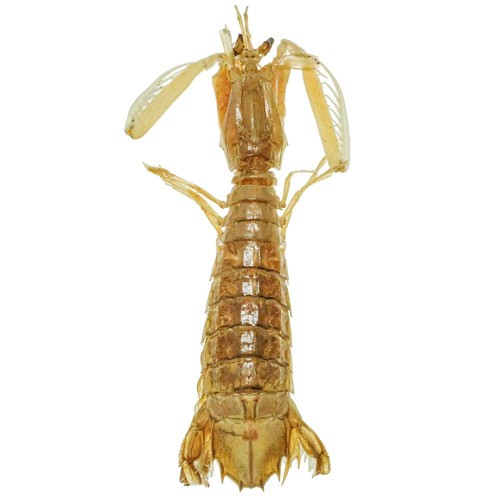 Crevette mante naturalisée - naturalisée,