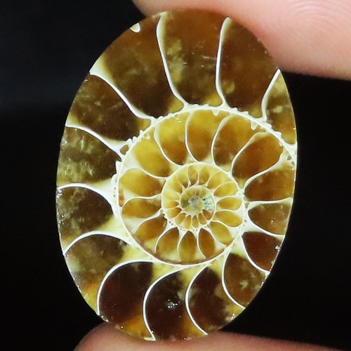 Fossile ammonite naturel - fossile, d’ammonite