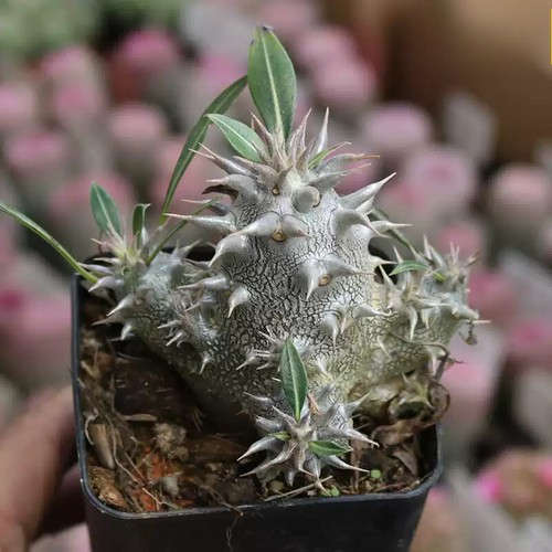 Cactus succulent plant - cactus,