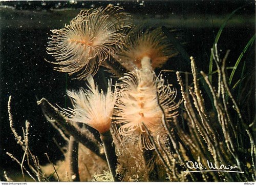 Carte postale animaux - -,