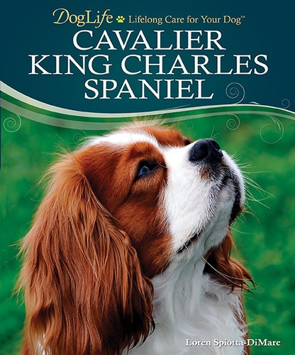 Cavalier king charles spaniel - king,