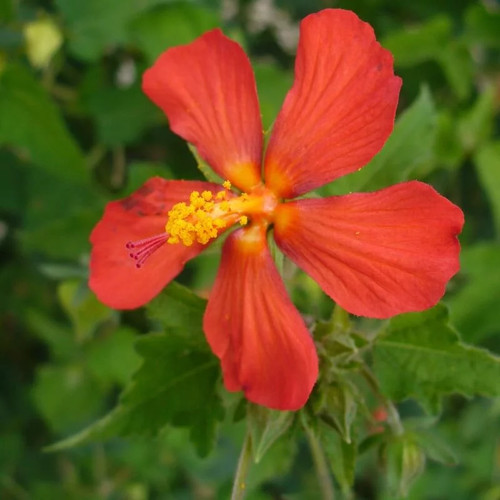 Pavonia missionum hibiscus - pavonia,