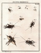 Tab XII Sauterelles Locusts