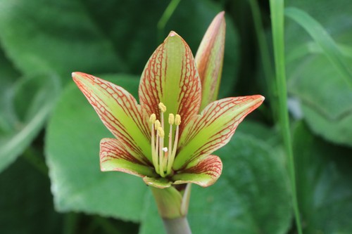 Hippeastrum iguazuanum forme - iguazuanum,,