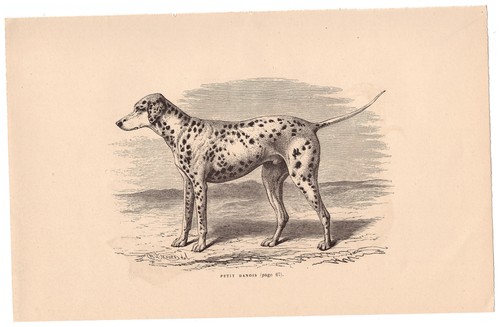 Petit danois gravure chien - petit, danois.