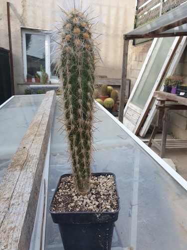Cactus cierge oreocereus - cierge,