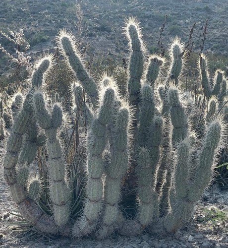 Opuntia bradtiana seeds - 10,
