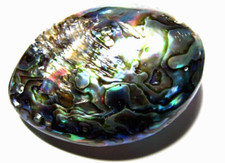 ABALONE Sea shell nacre