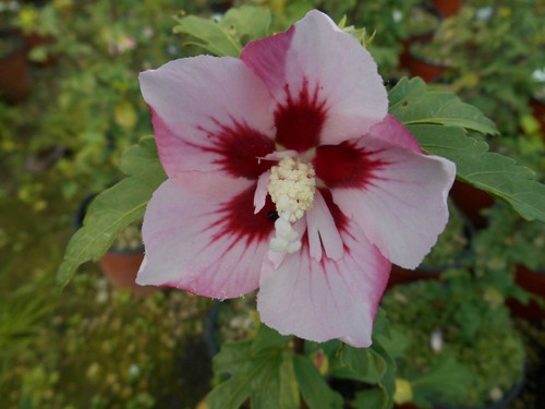Hibiscus syriacus hamabo - hibiscus,