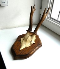 Trophée de Chasse Venerie