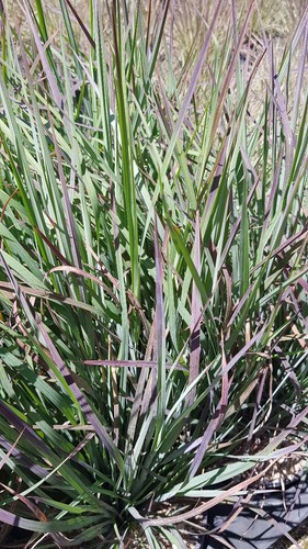 Schizachyrium scoparium