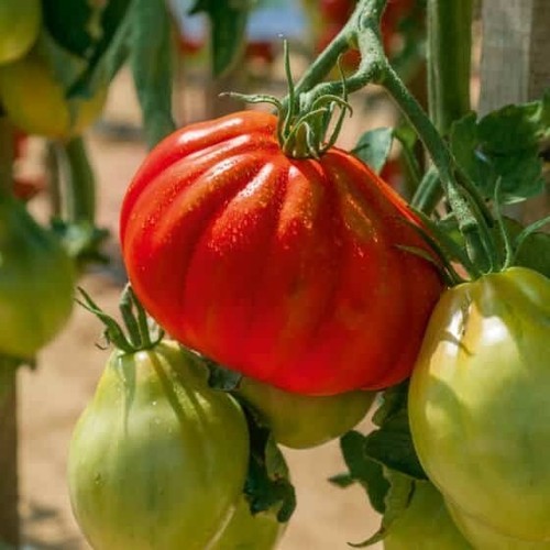 Graines tomate coeur - graines,