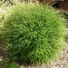 Lonicera nitida 'Scoop'® -