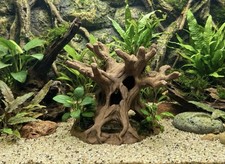 Mangrove Style Root Cave