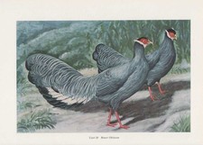 Impression D'Art Des Faisans