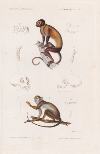 Capucin büscher singe gravure - singe,