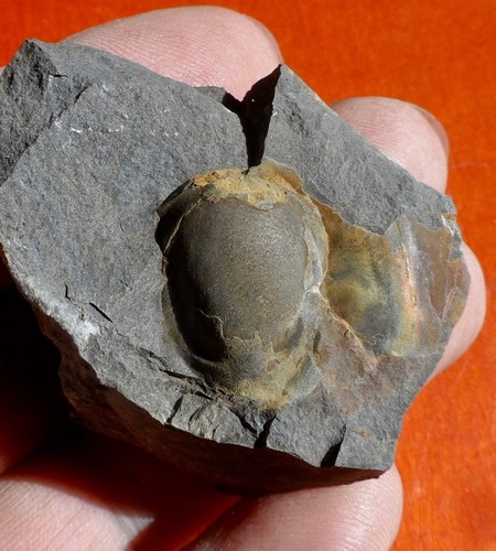Hypostome trilobite - de,