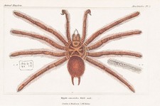 Mygale Cancerides Araignées