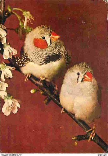 Carte postale animaux - -,