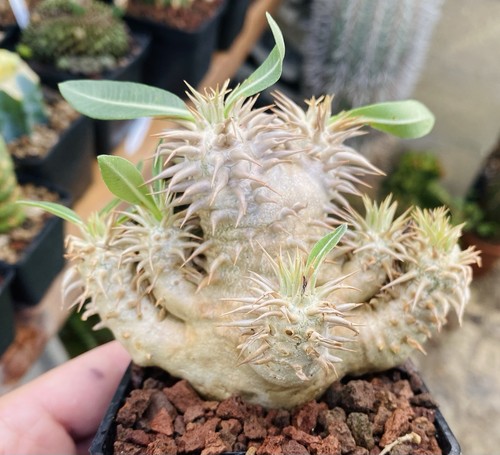 Pachypodium densiflorum - densiflorum,
