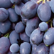 Plant de raisin Kodrianka 2L -