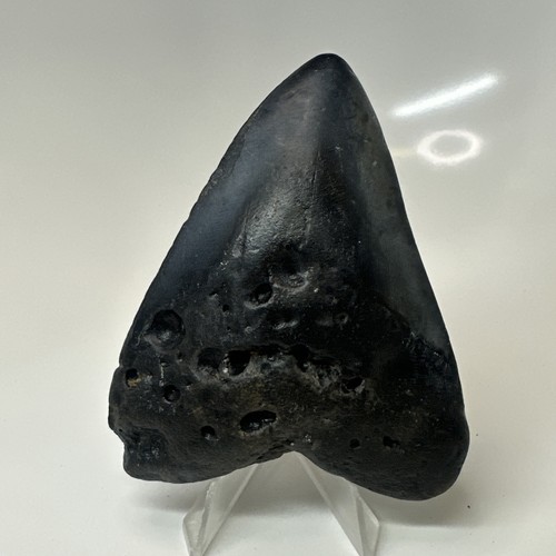 Megalodon shark tooth 98 - shark, 3.98