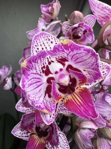 Phalaenopsis orchidée - phalaenopsis,