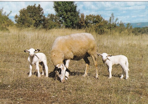 Carte postale animaux - -,