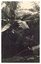 Indonesia, Java, Buitenzorg (Bogor), Banana tree in botanical garden, vintage print