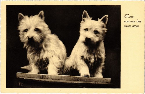 Cpa westies dogs - cpa,