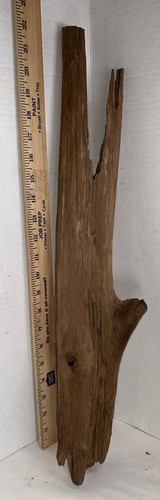 Driftwood taxidermy terrarium - taxidermy,